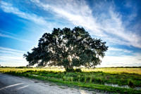 Old Oak Photo