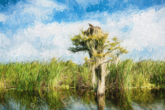 Florida Osprey Painting