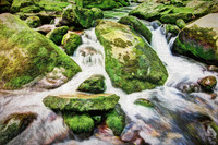 Smoky Mountain Moss Painting