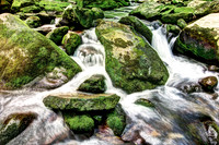 Smoky Mountain Moss Photo