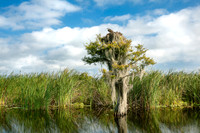 Florida Osprey Photo