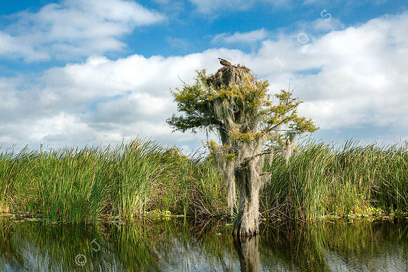 Florida Osprey Photo