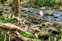 Smoky Mountain Roots Photo