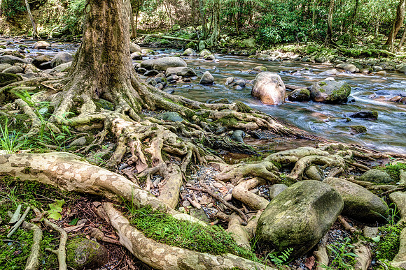 Smoky Mountain Roots Photo